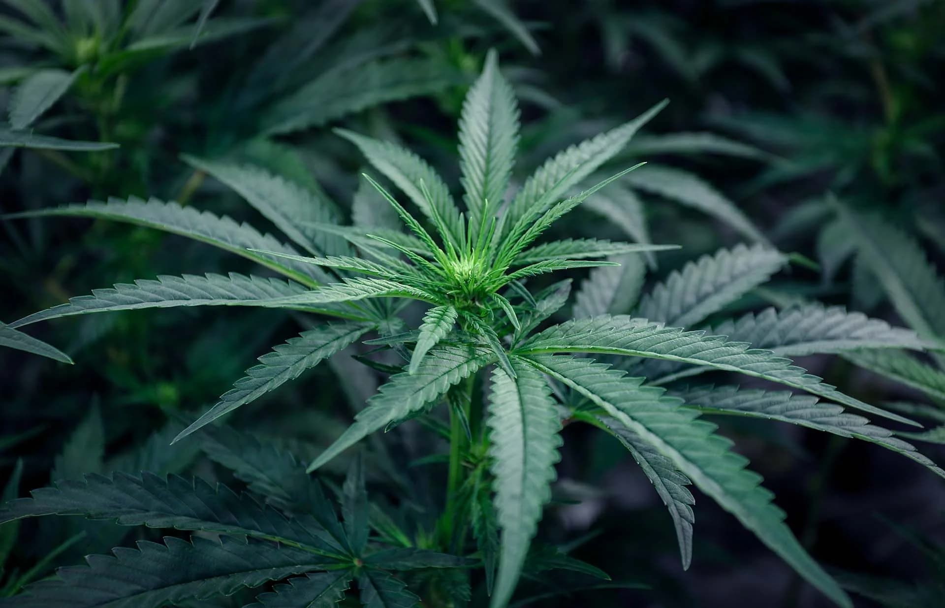 Cannabis clones from Prime Cuts Nursery