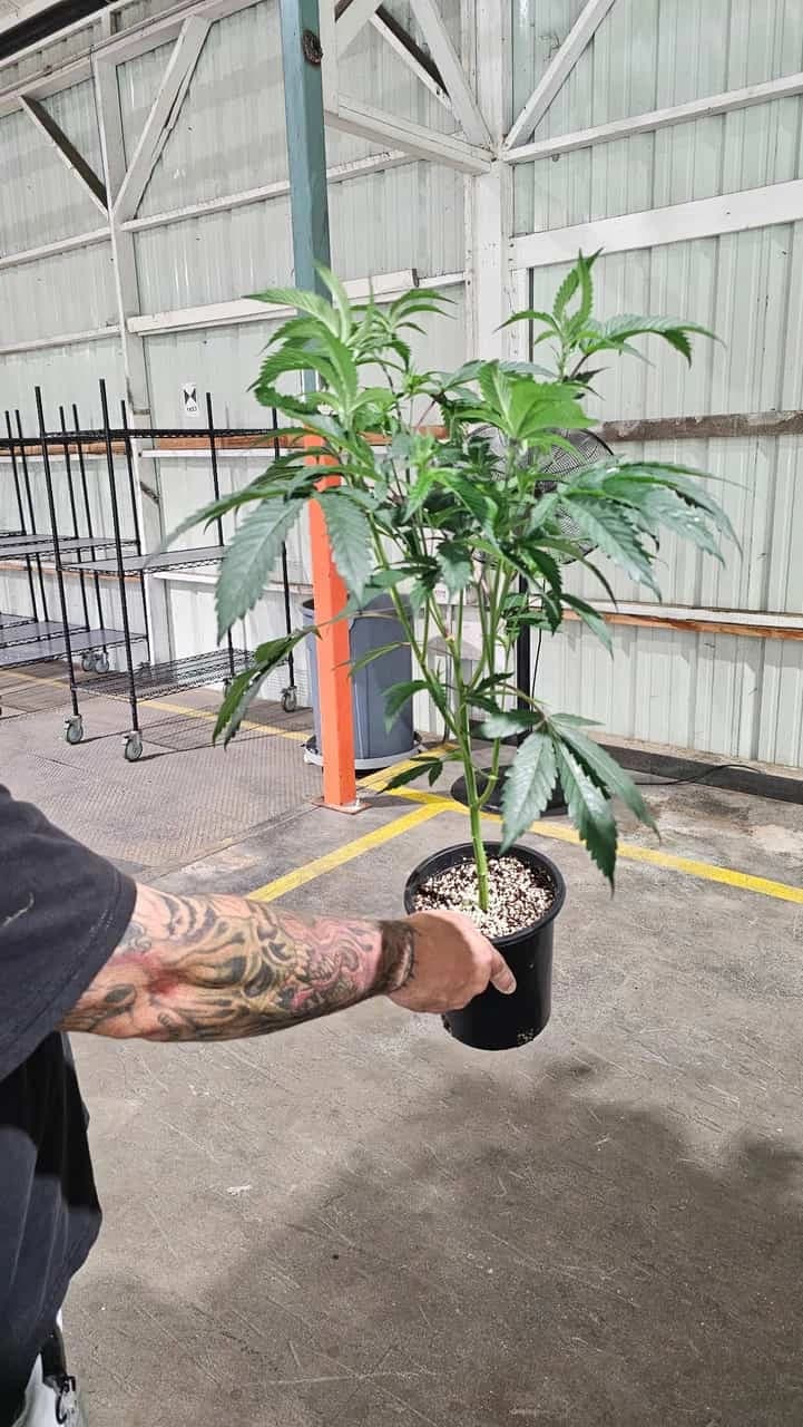 Ready-to-flip cannabis teen in one-gallon coco/perlite pot