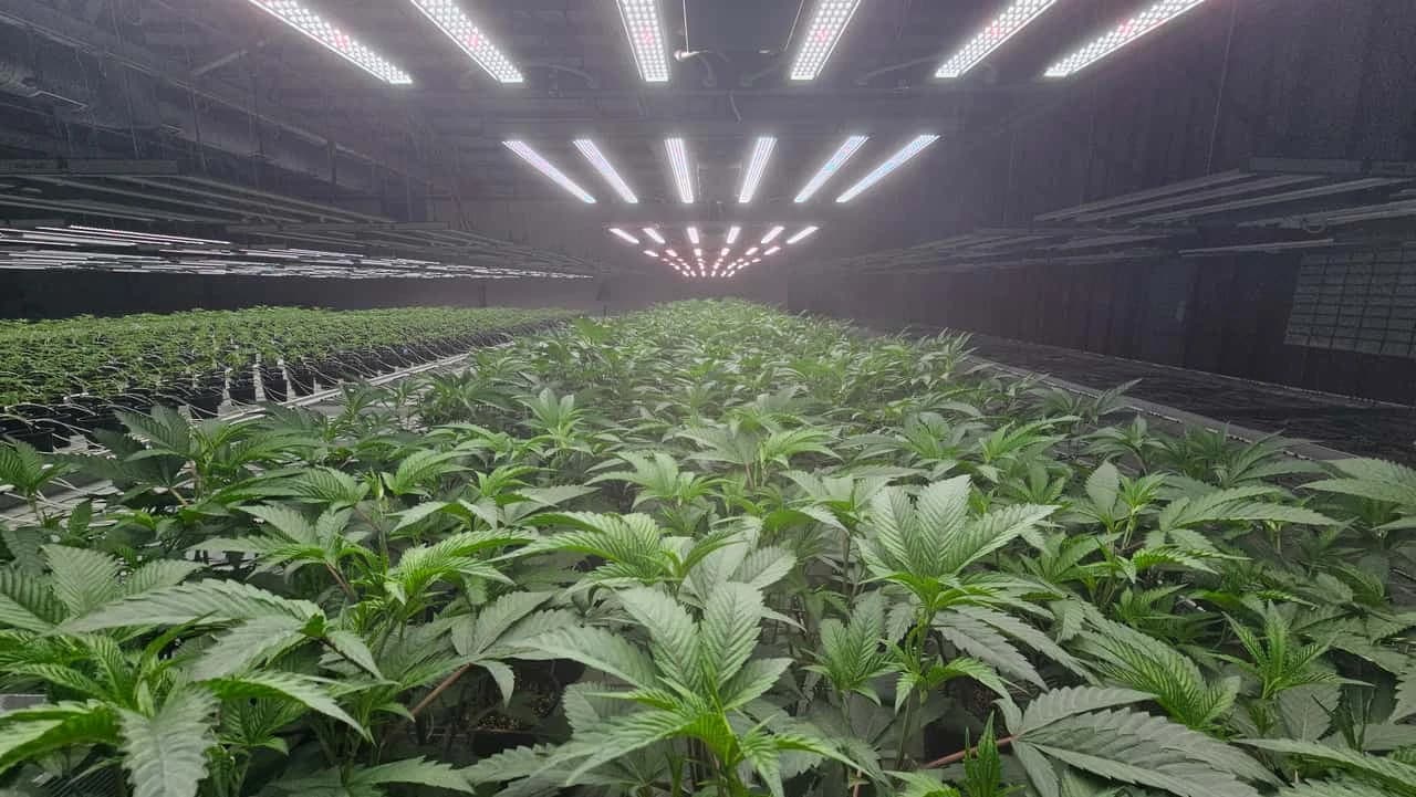 Indoor canopy of cannabis teen plants under LED grow lights