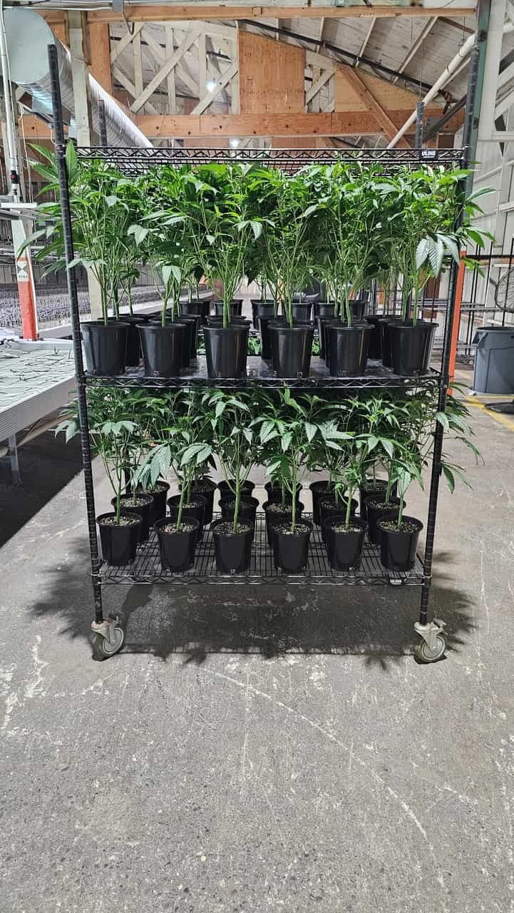 Rack of cannabis teen plants in one-gallon pots ready for delivery