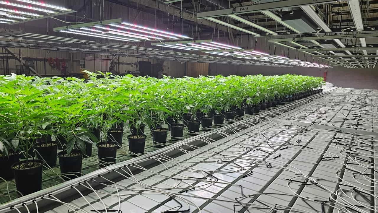 Rows of cannabis teens growing under LED lights at Prime Cuts Nursery