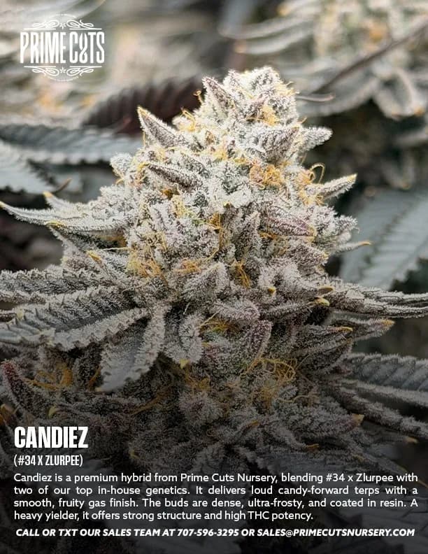 Candiez cannabis clones
