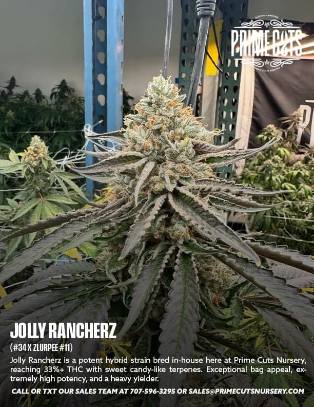 Jolly Rancherz cannabis clones