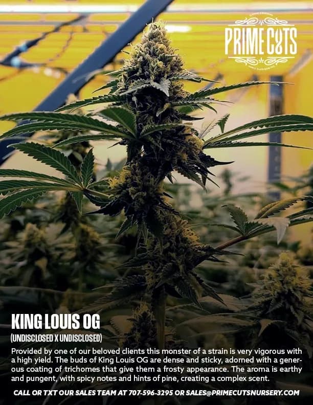 King Louis OG cannabis clones
