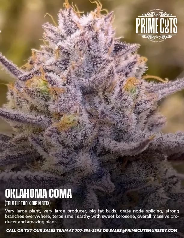 Oklahoma Coma cannabis clones
