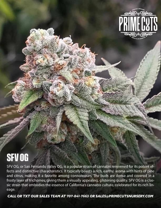 SFV OG cannabis clones