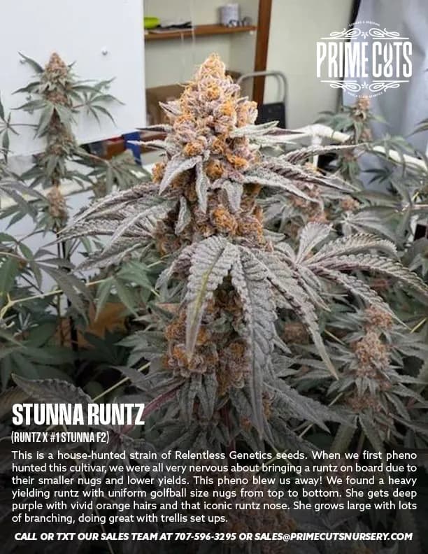 Stunna Runtz cannabis clones