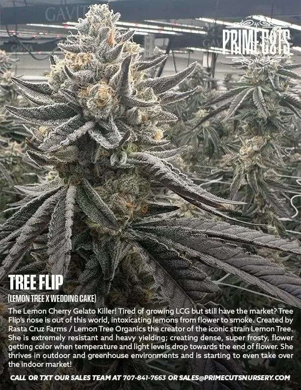 Tree Flip cannabis clones