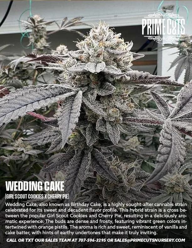Wedding Cake cannabis clones