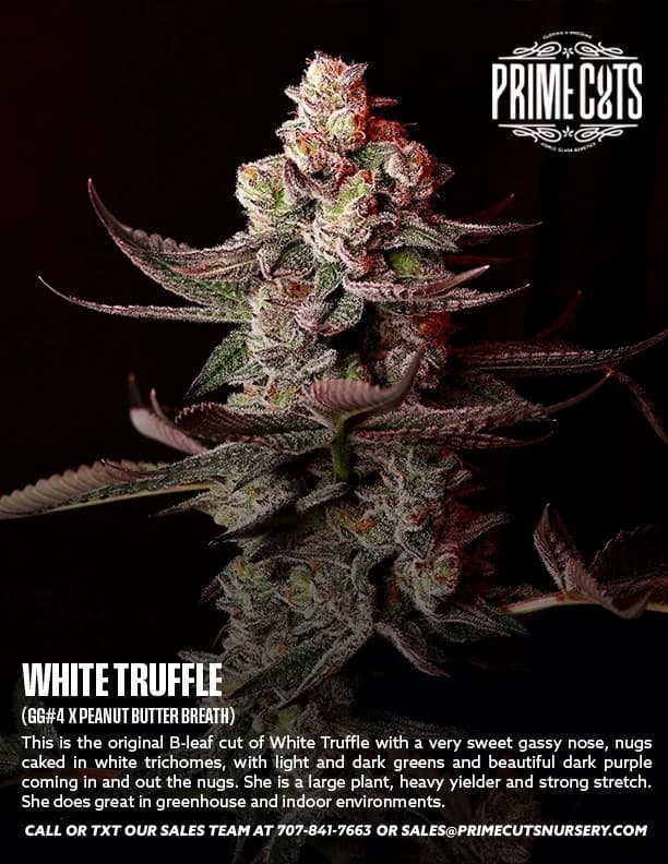 White Truffle cannabis clones