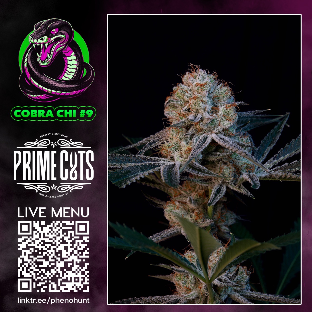 Cobra-Chi-GraphicV2.jpg