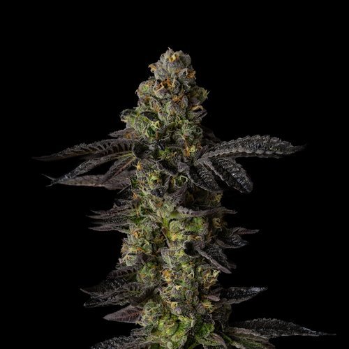 LA Kush Cake is an Indica-Dominant hybrid made by crossing the popular Wedding Cake and Kush Mints #11, initially Bred by Seed Junky Genetics. Drawing from its classic OG lineage, this cultivar produces dense, beautiful flowers, with green and purple