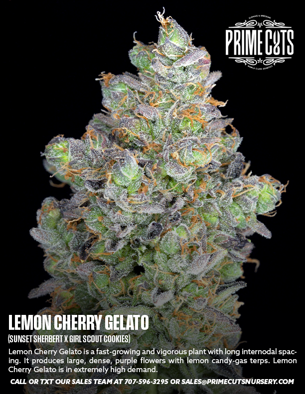 Lemon Cherry Gelato Clones