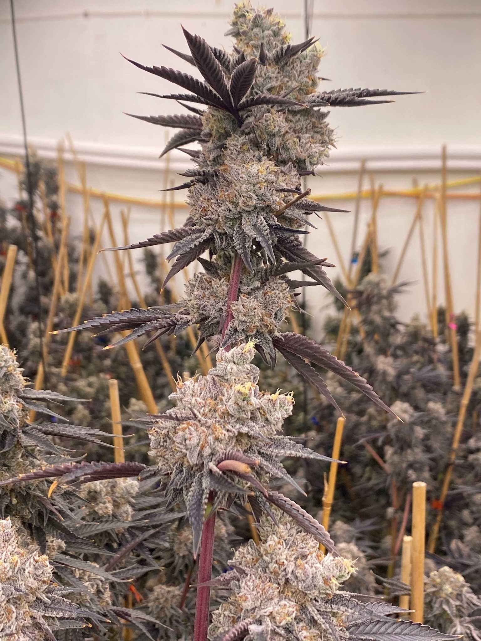 Oreoz Blizzard Strain Prime Cuts Nursery