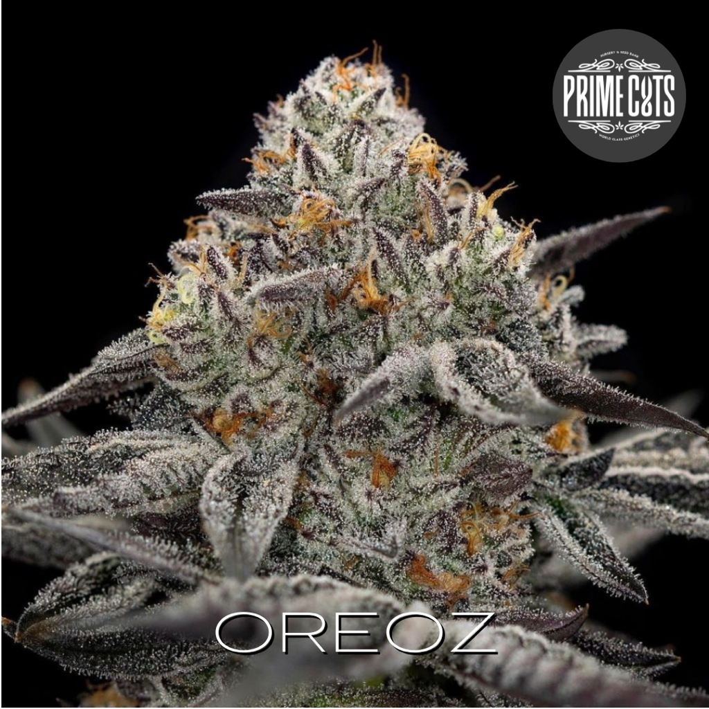 Oreoz ( Secret Wepon X Undisclosed)