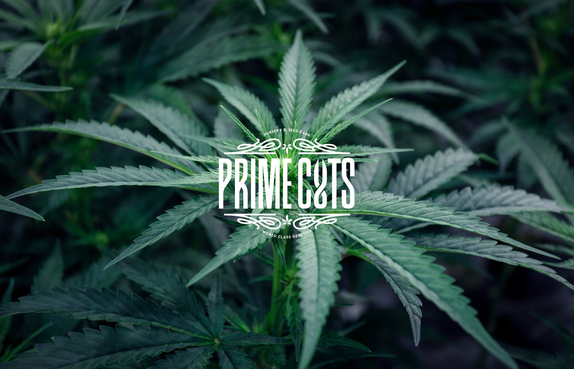 Prime-Cuts-Nursery-and-Seed-Bank.png