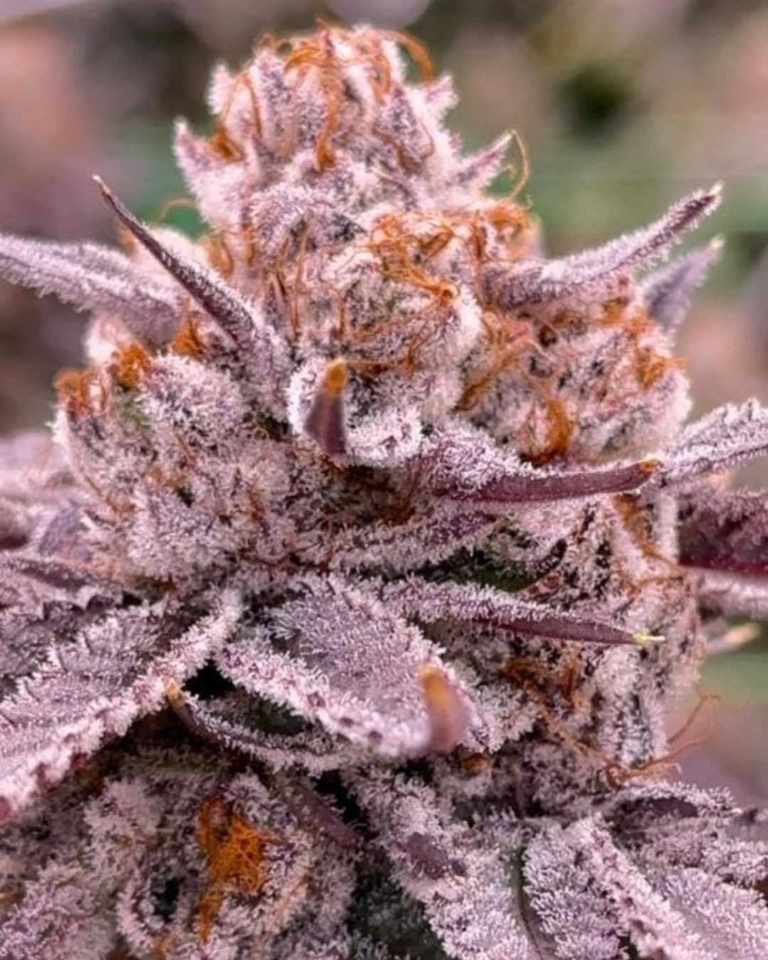 Purple Glue is a house hunted and bred strain taking our large yielding Prime Cuts Gorilla Glue and crossing it with our Tropicana Punch. This strain creates extremely frosty buds with dark purples and greens running throughout.