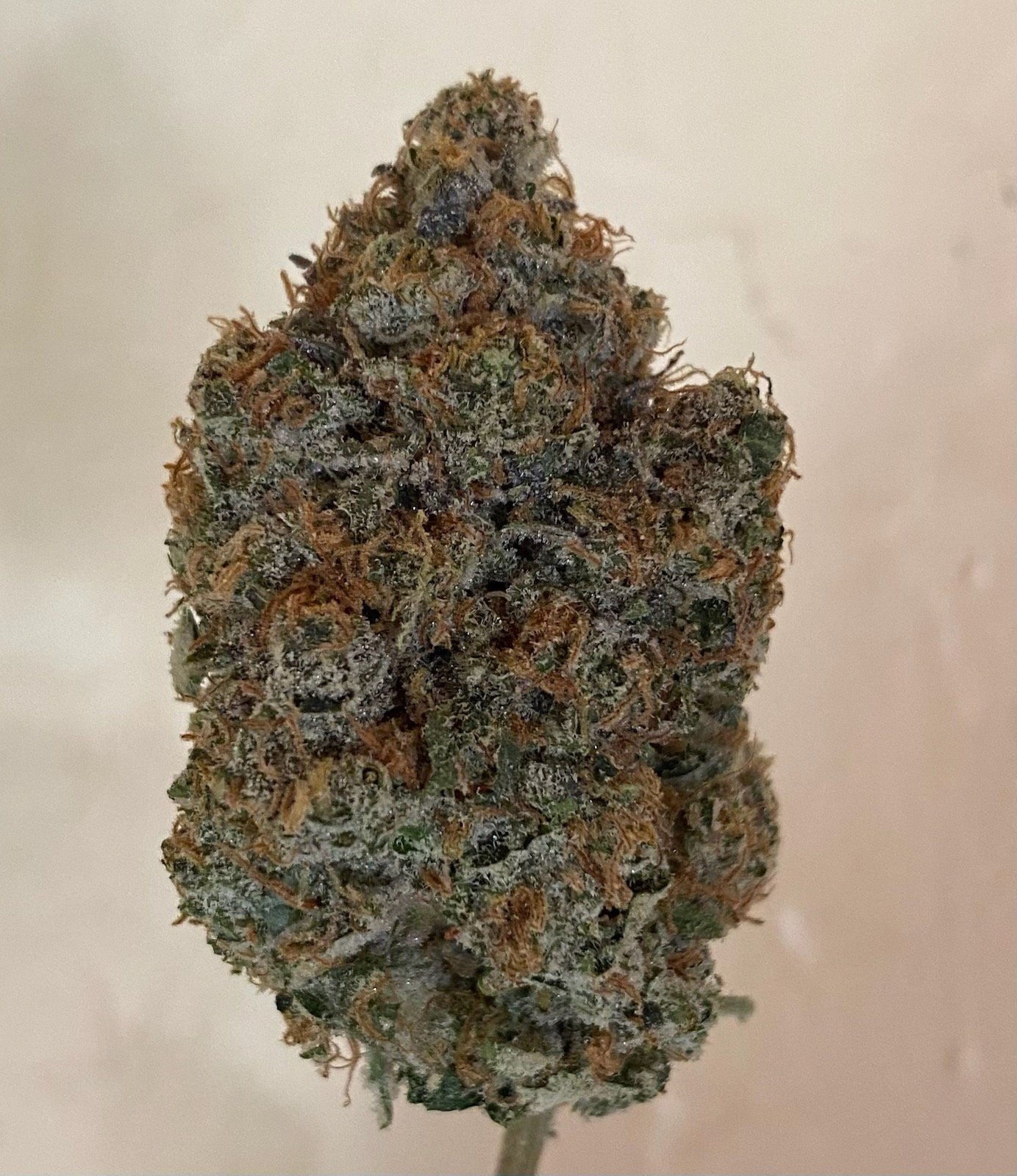 Tree Flip is a cross between the Original Lemon Tree and Triangle Mints #5 aka Wedding Cake. This cross was made by the creator of Lemon Tree himself. Creating a vigorous plant coming out with loud purple nugs with that lemon tree nose.