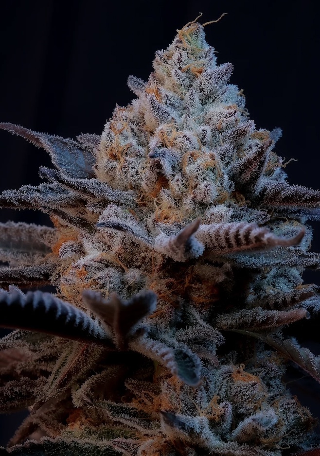 #34+Cannabis+Strain.png