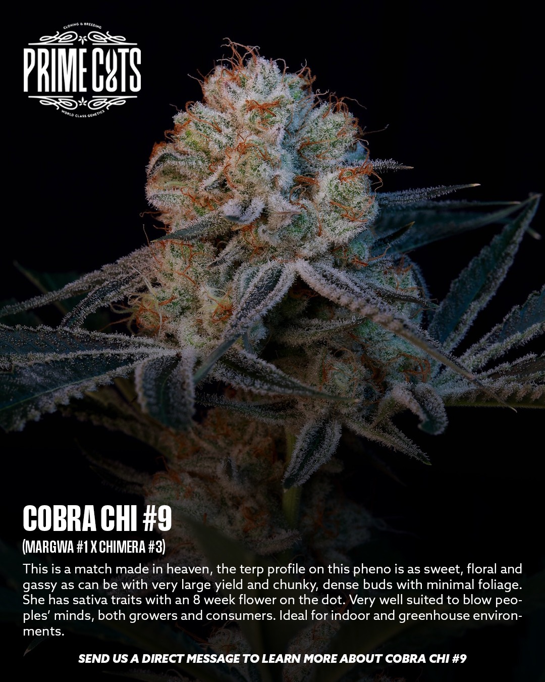 Cobra Chimera