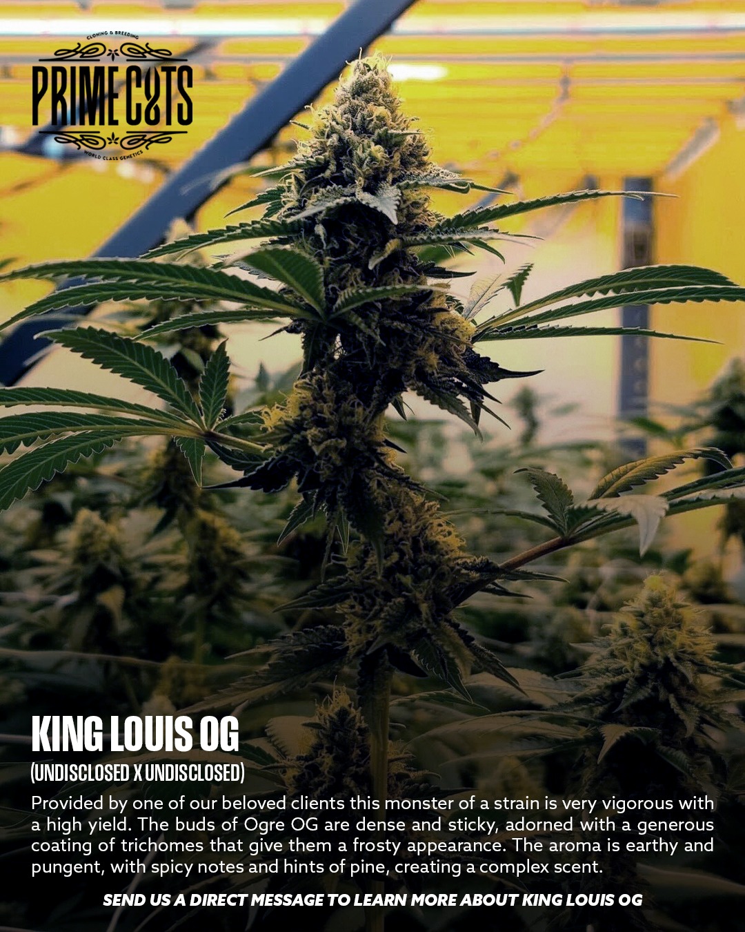 King Louie OG