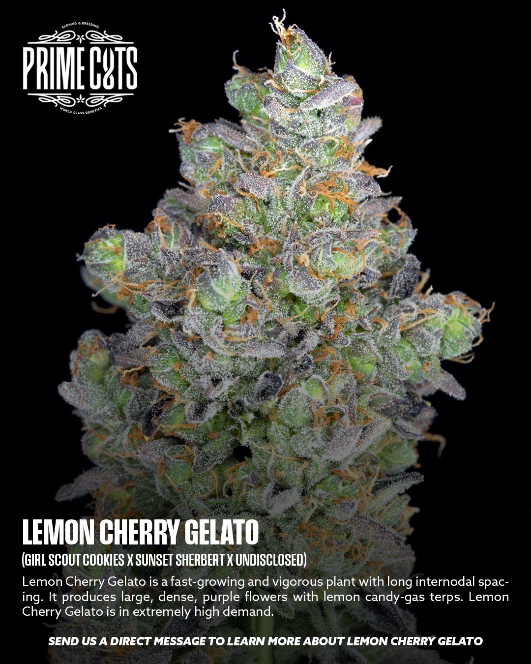 Lemon Cherry Gelato