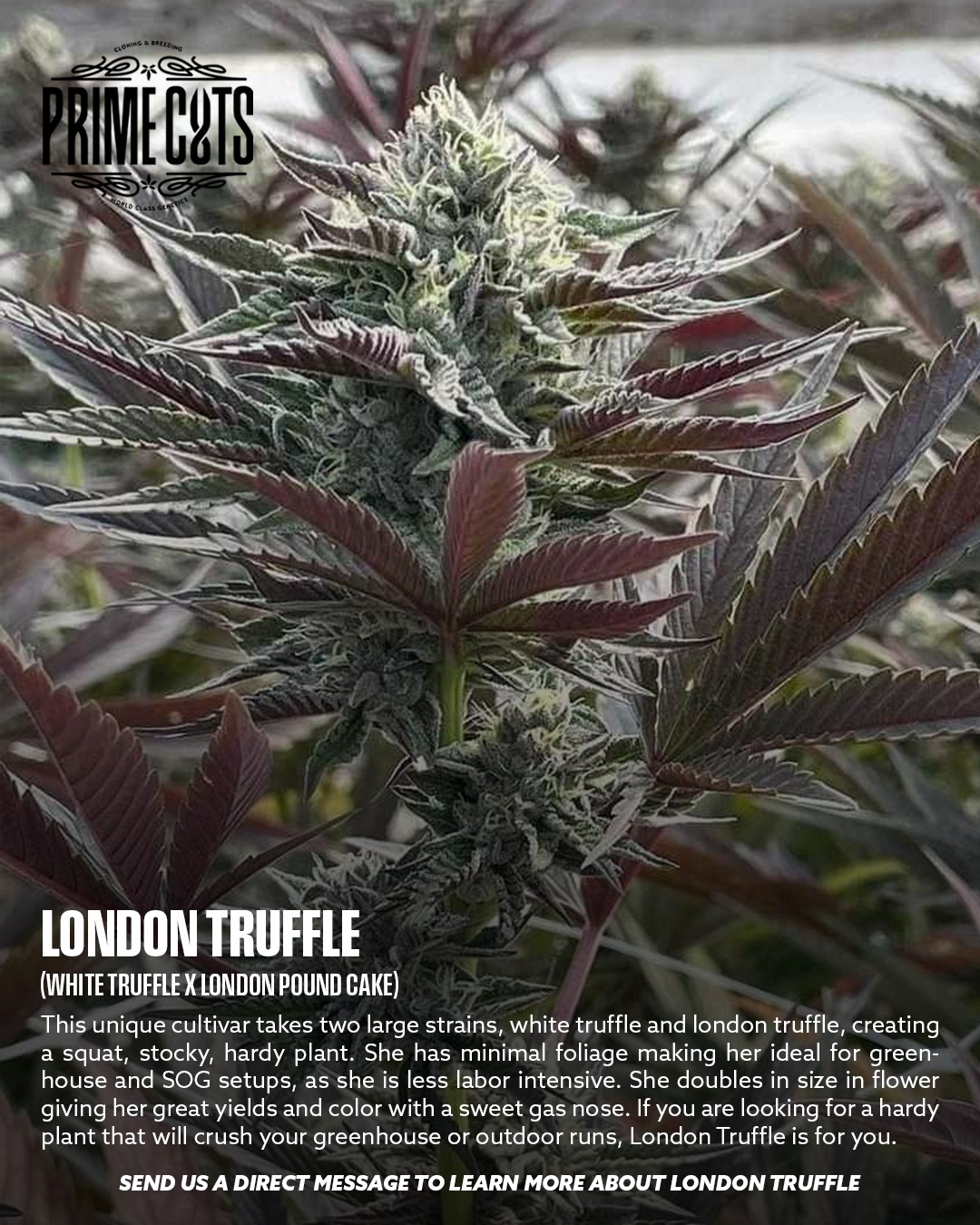 London Truffle