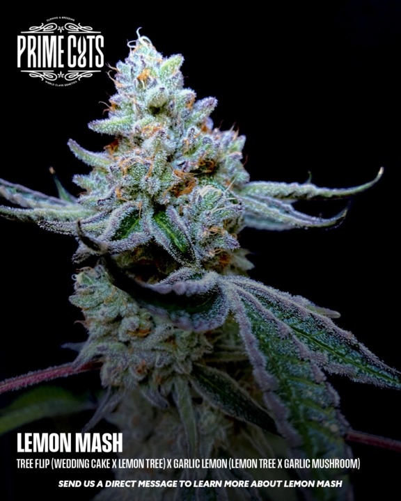 Lemon Mash