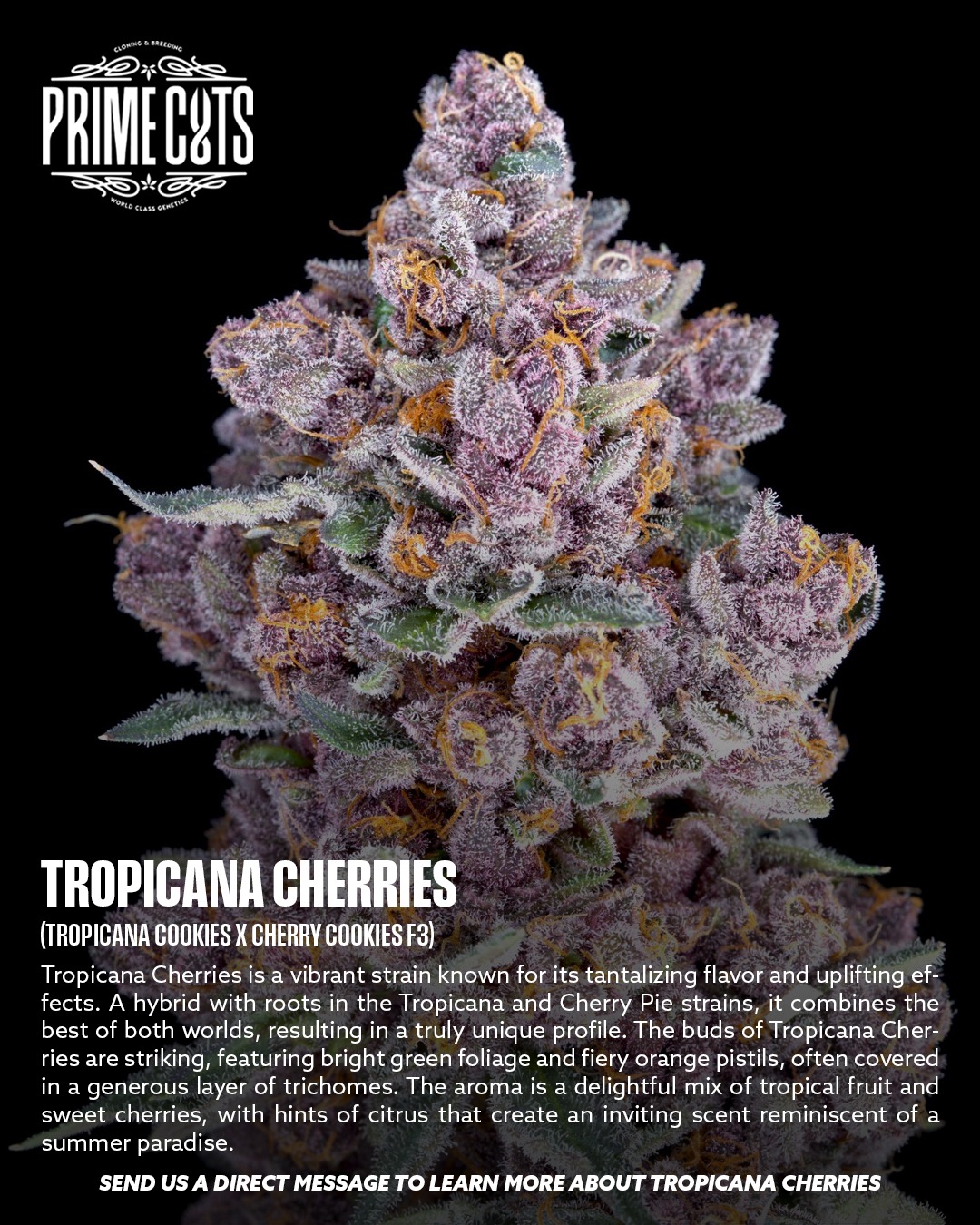 Tropicana Cherries