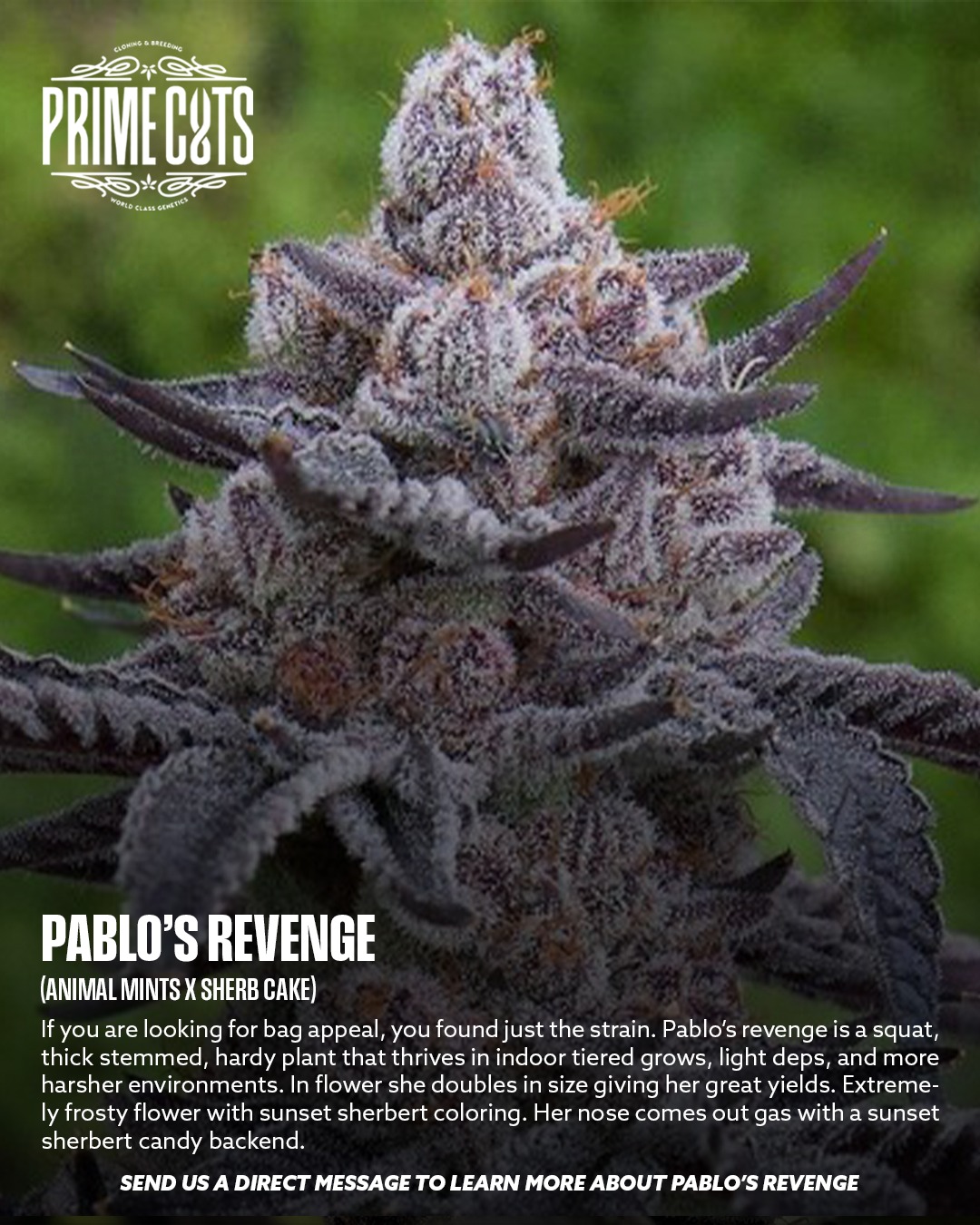 Pablo's Revenge