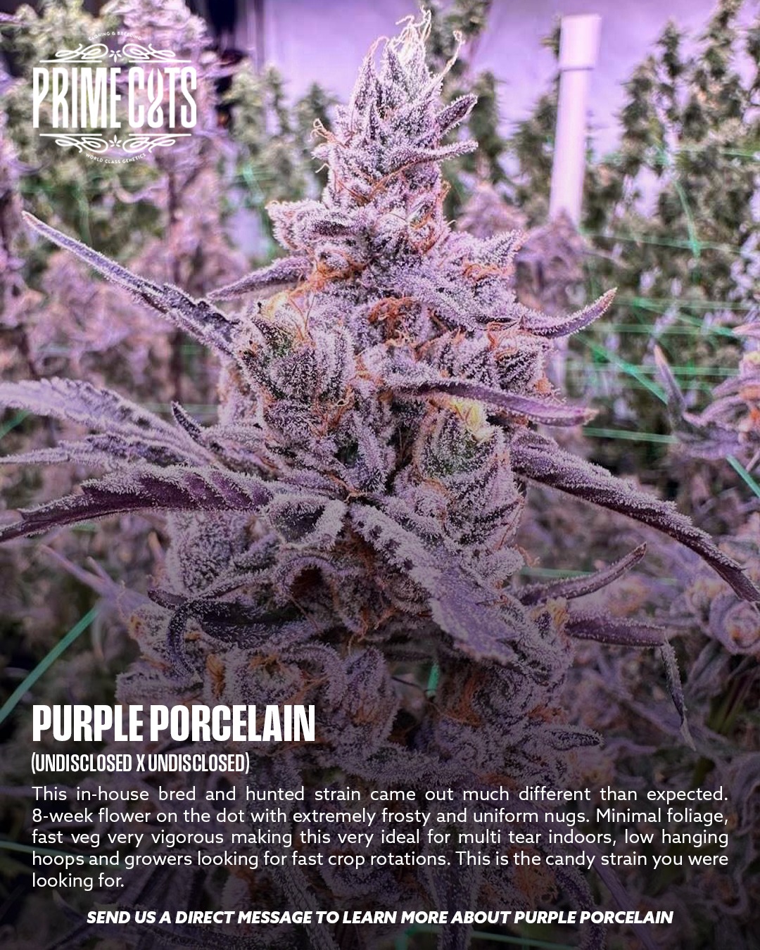 Purple Porcelain