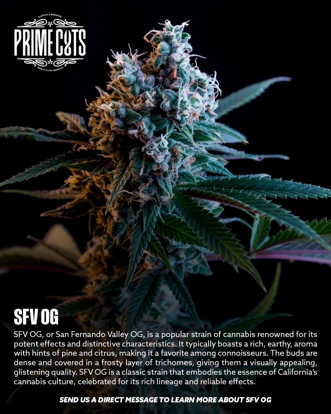 SFV OG