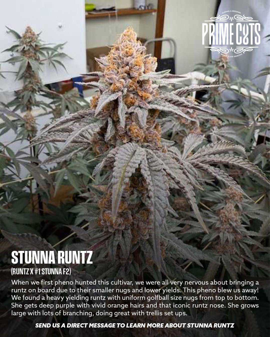 Stunna Runtz