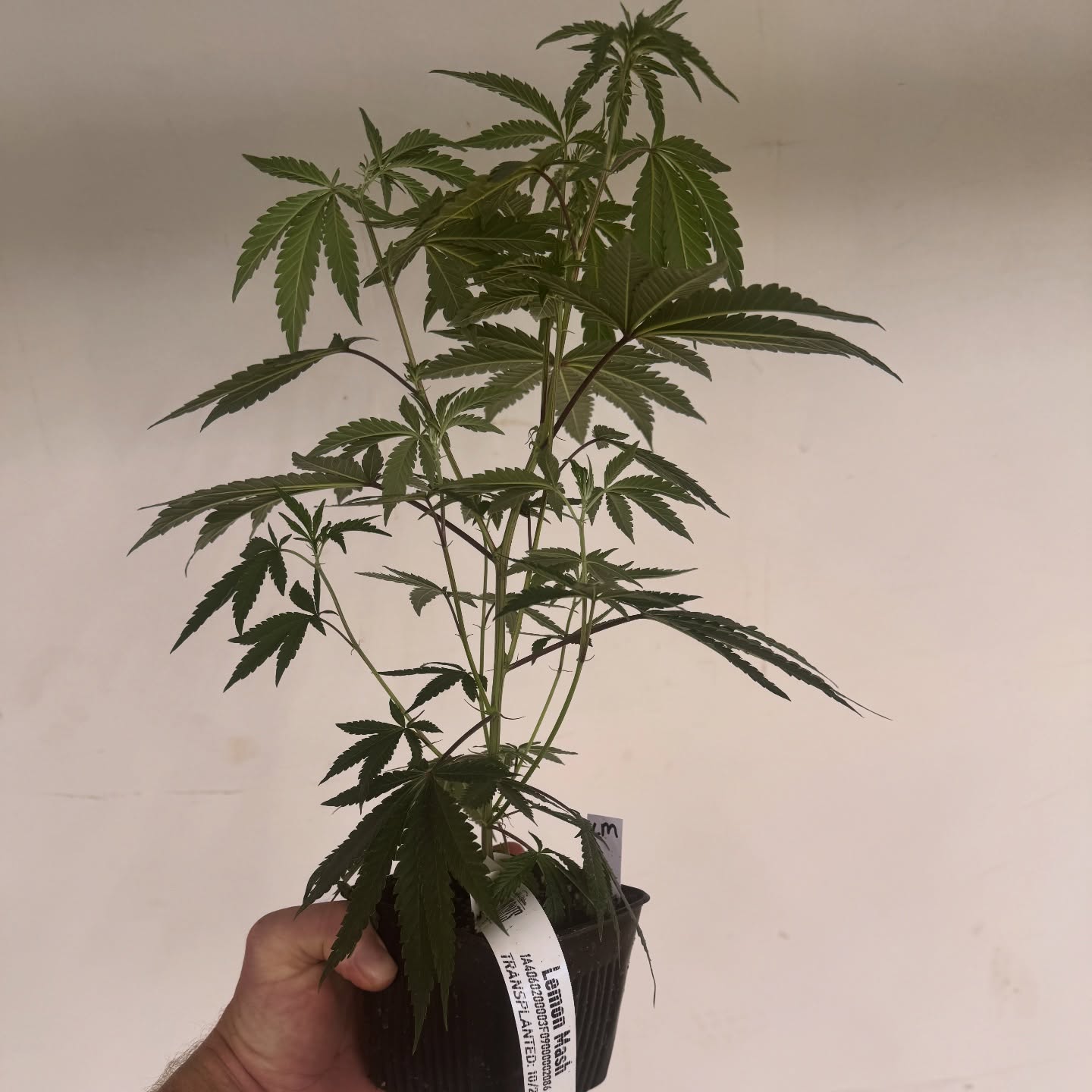 Planting teens saves you weeks of veg time