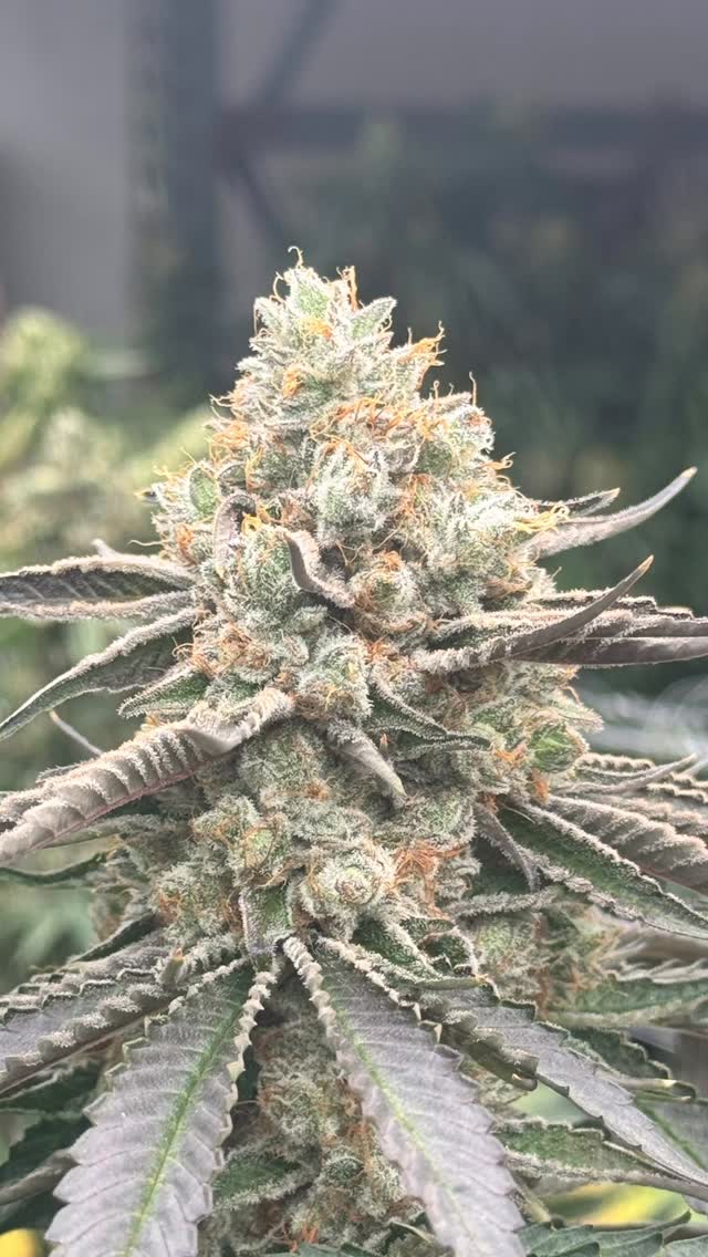 New strain: Candiez