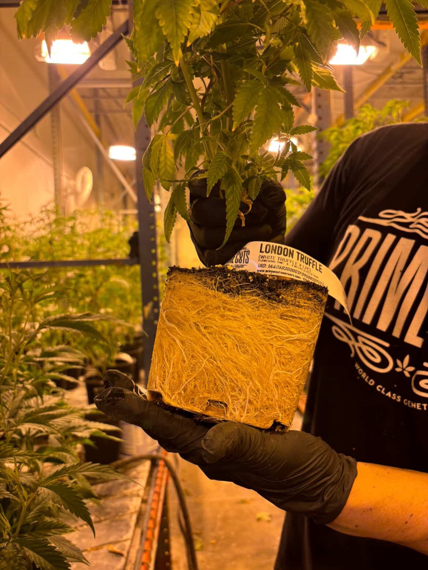 Want to know how we get roots this healthy and white?