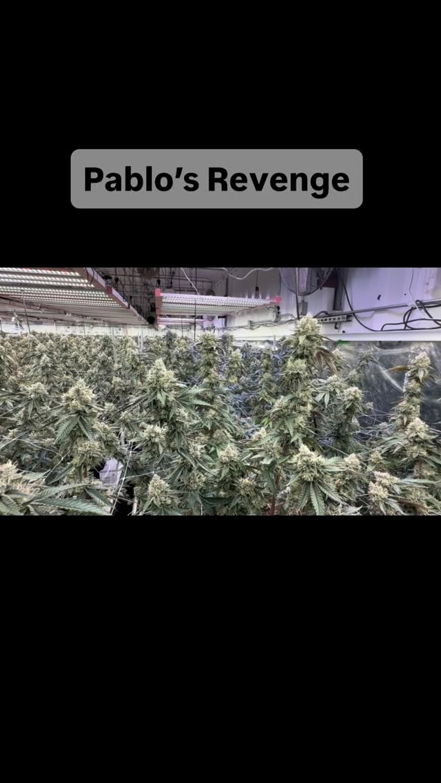 Pablo's Revenge