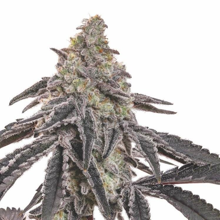 Mac 1 Cannabis Strain - Tissue Culture - Node Labs Flower Shot
